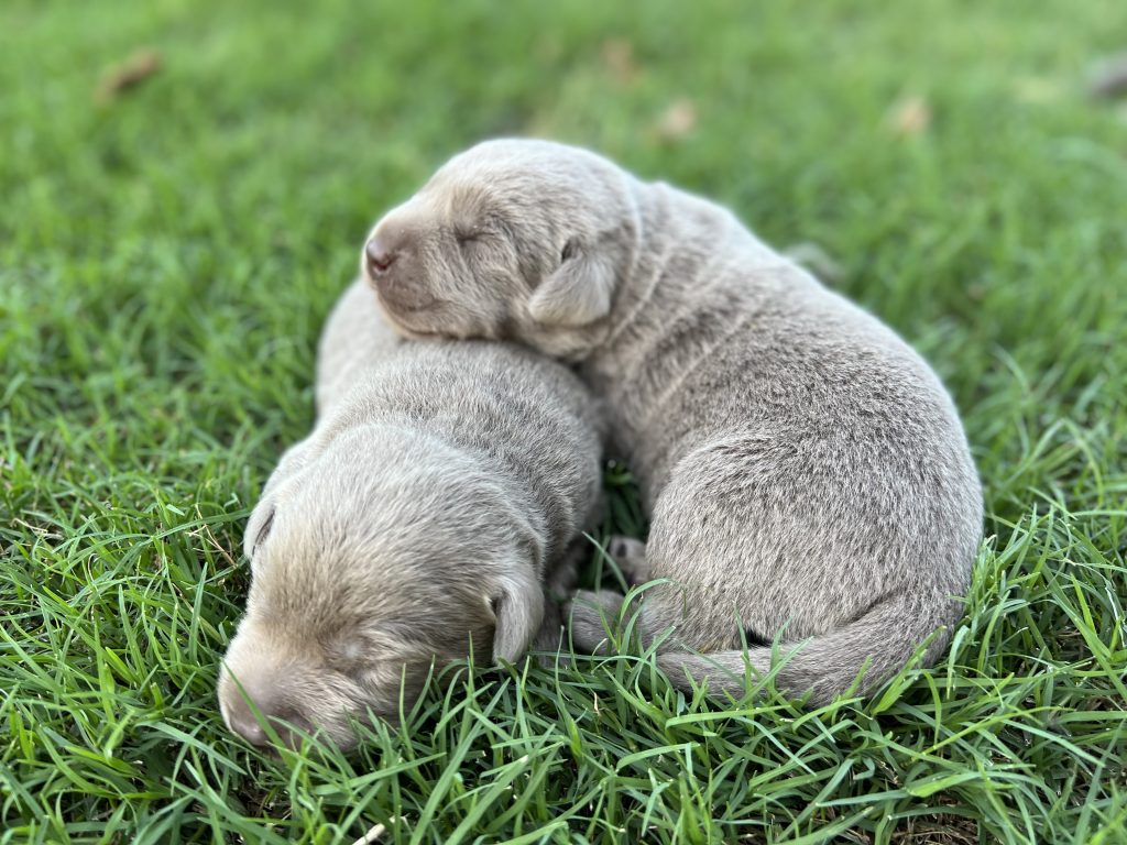 Silver Lab Retriever Puppies for Sale Silver and Charcoal Kennels