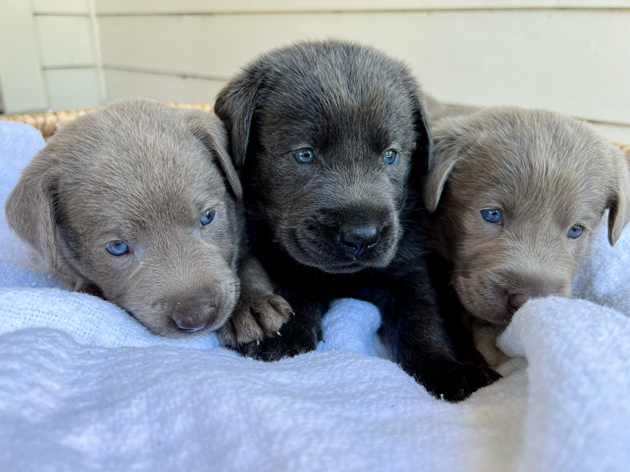 Silver Lab Retriever Puppies for Sale | Silver and Charcoal Kennels