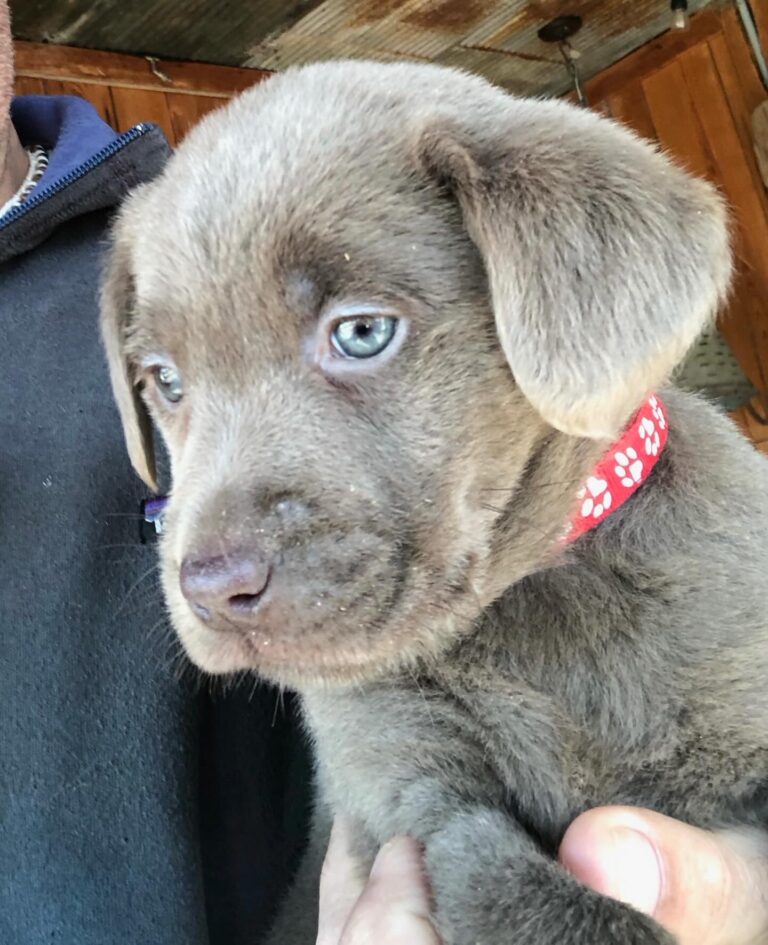 Silver Lab Retriever Puppies for Sale | Silver and Charcoal Kennels